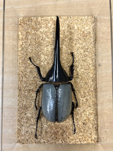 ヘラクレスオオカブトムシブルー