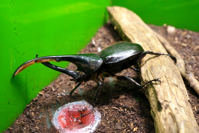 ヘラクレスオオカブトムシ